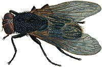 Illustration of a fly.