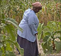 Emily James wields a hoe on a row of tobacco plants.