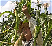 Randolph cuts corn tops for livestock fodder.