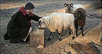 Colonial Williamsburg cooper Marshall Scheetz with Hog Island sheep at Great Hopes Plantation.