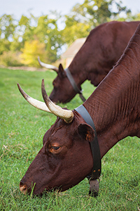 American Milking Devons resemble the cattle many Colonial Americans kept.