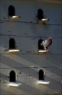 A wild pigeon finds a roost at the Wythe House dovecote. 