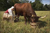 Elaine Shirley milking one of Colonial Williamsburg's
Devon cows.