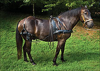 From the brink of extinction, Canadian Horses have come back. In 2001, Colonial Williamsburg added them to its rare breeds program.