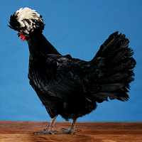 Top to bottom, four of the five breeds raised and exhibited at Colonial Williamsburg: Nankin, Frizzle, Polish, and Silkie.