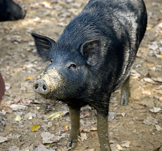 muddy pig