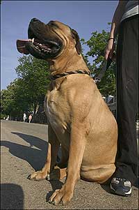 Bull mastiff