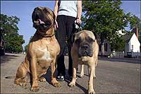 bull mastiffs