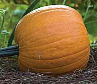 Dried, stewed, roasted, baked, raw . . . served as side dish, dessert, drink, livestock feed, the pumpkin used to support man and beast. Like the one at right, fattening on a Virginia Tidewater summer, they are yet grown in the leafy shade of Colonial Williamsburg’s Historic Area. A stuffed pumpkin appears as first course on the dining table in the family-focused Powell House on Waller Street, opposite. But “food in name only,” historian James McWilliams calls the bloated Halloween decorations we know as pumpkins.