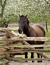 Horses for transportation