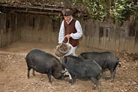 At Great Hopes Plantation, Wayne Randolph feeds, cares for, and interprets the Ossabaws that arrive each year from Mount Vernon.